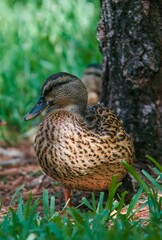 Vertical shot of a grass duck perched on the ground near a tree trunk