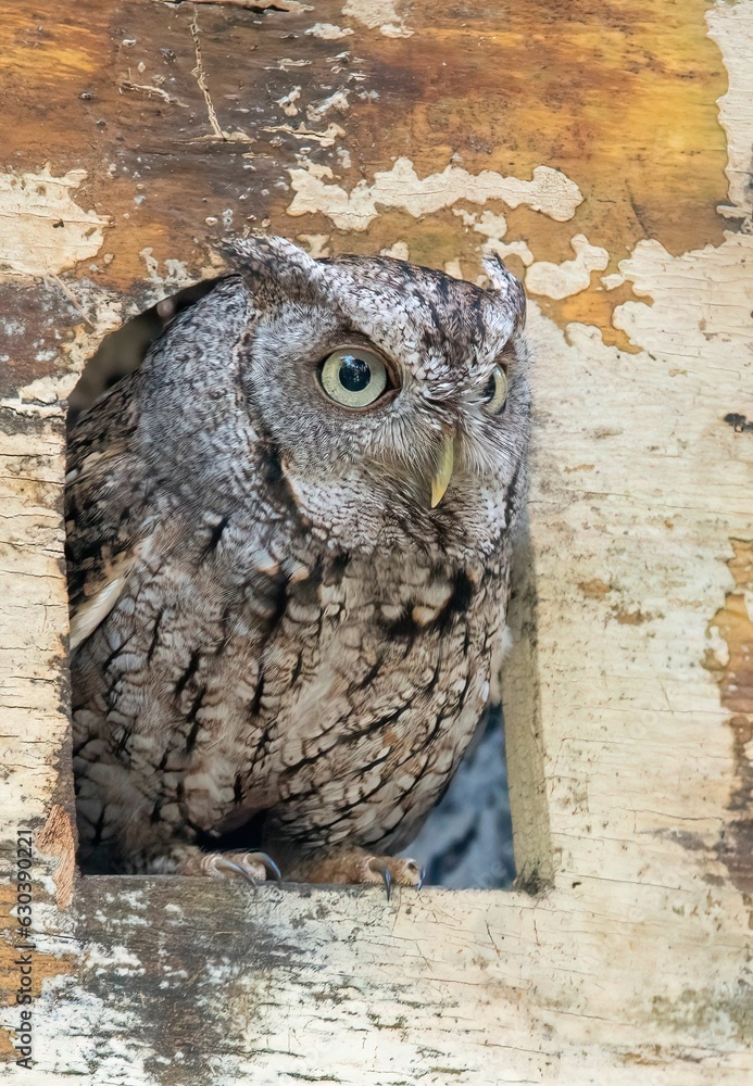 Poster Owl perched inside a tree hollow