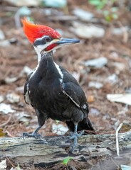 Vertical shot of a pileated woodpecker on a blurred background
