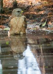 Hawk perched on the edge of a shallow pool of water, its feathers ruffled in the breeze