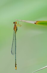 Closeup of a dragonfly perched on top of a vibrant green flower