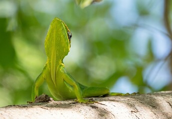 Closeup of a green lizard atop a tree bark in its natural habitat