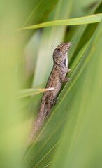 Lizard on a leafy green branch, looking out with inquisitive eyes