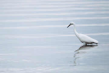 Portrait d'un oiseau aigrette blanche dans la mer