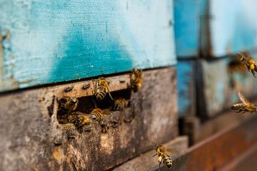 Group of bees near a beehive, in flight. Wooden beehive and bees. Bees fly out and fly into the round entrance of a wooden vintage beehive in an apiary close up view