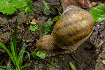 Helix pomatia also Roman snail, Burgundy snail, edible snail or escargot, is a species of large, edible, air-breathing land snail, a terrestrial pulmonate gastropod mollusk in the family Helicidae