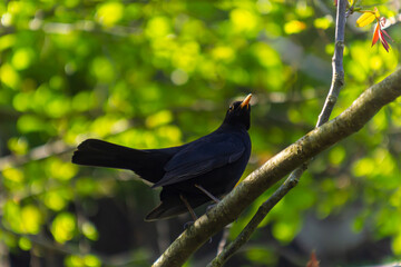 male Blackbird Turdus merula perched on the branch of a tree