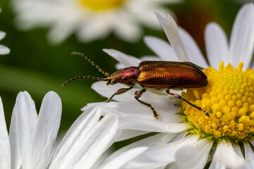 An aquatic leaf-beetle with long antennae Donacia reticulata, Family Chysomelidae