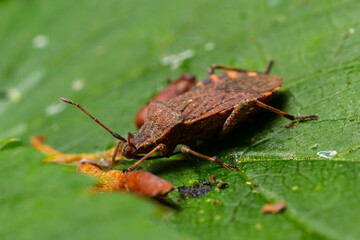A closeup shot of a brown forest bug or red-legged shieldbug on a green leaf, Pentatoma rufipes