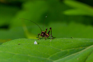 Natural closeup on a sub-adult dark bush-cricket, Pholidoptera griseoaptera sitting on a green leaf