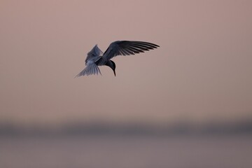 Common tern (Sterna hirundo) bird soar through the sky illuminated by the sunset
