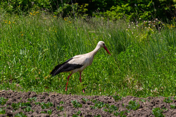 White stork, Ciconia ciconia bird is hunting on grassy swamp