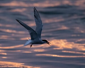 Common tern (Sterna hirundo) bird soaring over the sea