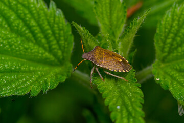 A closeup shot of a brown forest bug or red-legged shieldbug on a green leaf, Pentatoma rufipes