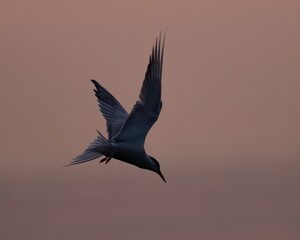 Common tern (Sterna hirundo) bird soar through the sky illuminated by the sunset