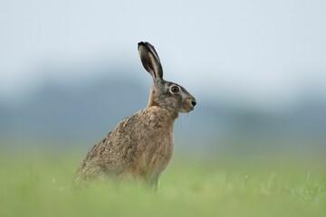 Large brown European hare (Lepus europaeus) standing on a lush green field of grass