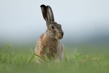 Large brown European hare (Lepus europaeus) standing on a lush green field of grass © Thomasbal81/Wirestock Creators