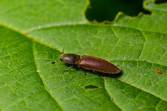 Closeup on a brown hairy clicking beetle, Athous haemorrhoidalis, sitting on a green leaf in the forrest