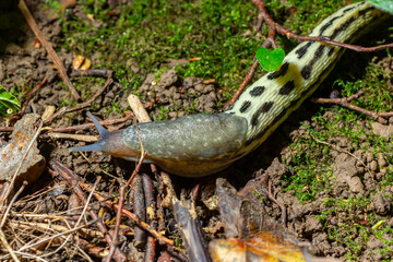 Limax maximus - leopard slug crawling on the ground among the leaves and leaves a trail