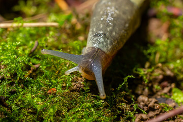 Limax maximus - leopard slug crawling on the ground among the leaves and leaves a trail