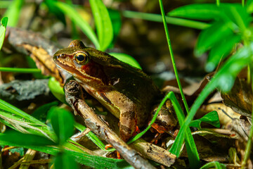 The wood frog, Lithobates sylvaticus or Rana sylvatica. Adult wood frogs are usually brown, tan, or rust-colored, and usually have a dark eye mask