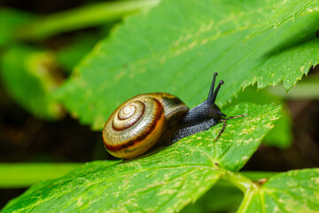 Oxychilus alliarius , commonly known as the garlic snail or garlic glass-snail