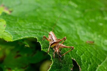Natural closeup on a sub-adult dark bush-cricket, Pholidoptera griseoaptera sitting on a green leaf
