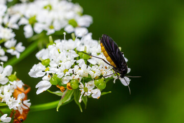 Black Fungus Gnat, Sciara thomae, on white flowers on green blurred background