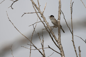 Blackcap rests on the branch