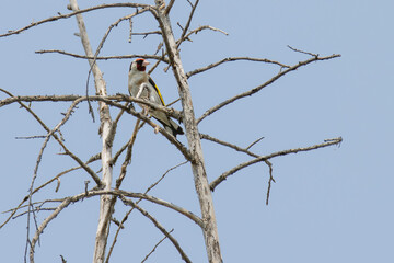 Goldfinch perched on a tree