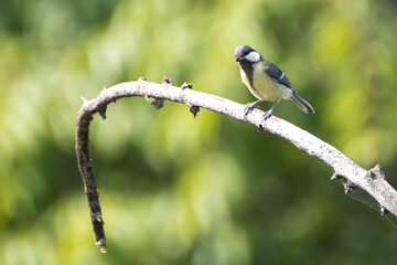 Great tit observes curiously