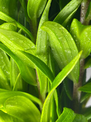 Fototapeta premium close up of green leaves with water drop