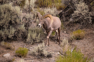 A Big-horned ram in the Rio Grande River Valley Gorge