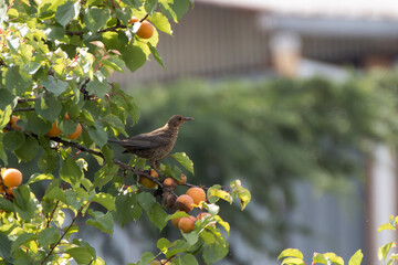 Young blackbird perched on a branch