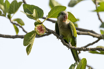 Monk parakeet on a fig branch