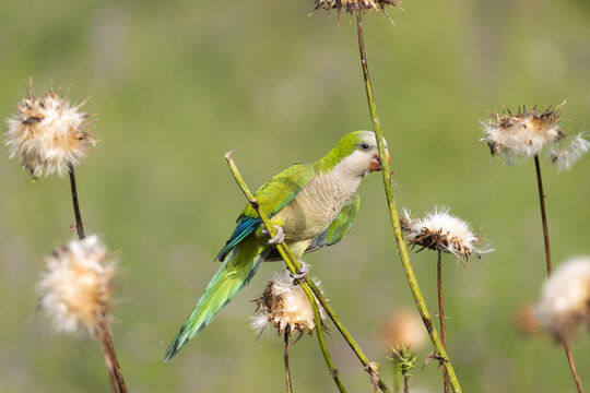 Monk parakeet on thistle