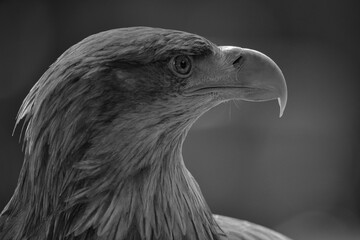 Close-up of an eagle in grayscale