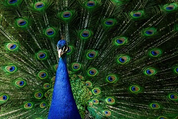 Fototapeta na wymiar a peacock with bright blue feathers spread out in the air
