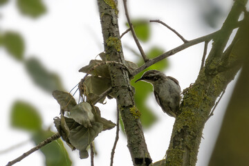 Treecreeper hides in the branches