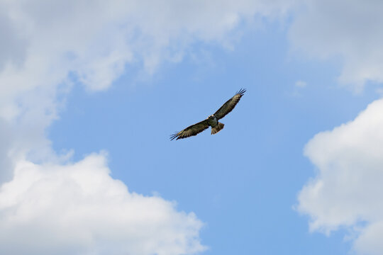 Buzzard flies in the sky