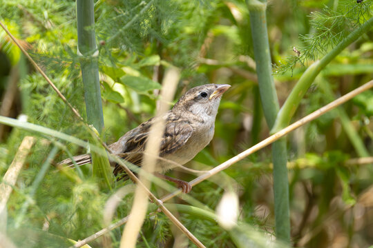 Sparrow sings perched