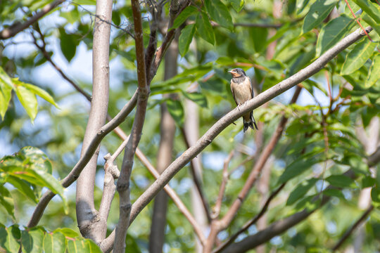 Swallow perched on a branch