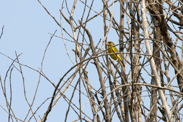 Greenfinch perched in the dense branches