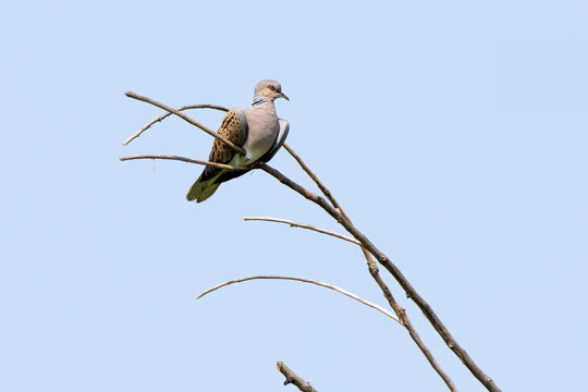 Turtle dove rests