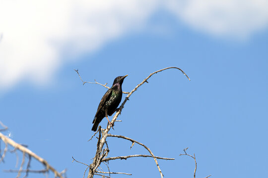 Young common starling rests