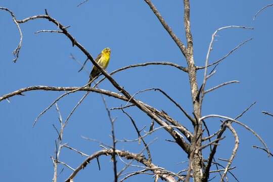 Serinus serinus on branch