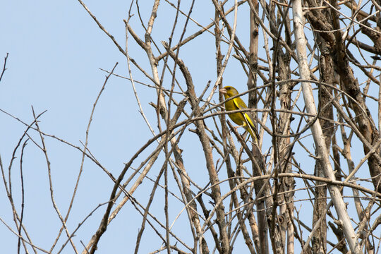 Greenfinch perched in the dense branches