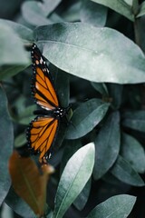 Vibrant orange Tithorea butterfly perched atop a lush green leaf in a vibrant garden setting