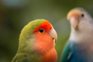 Fototapeta na wymiar Two vibrant rosy-faced lovebirds (Agapornis roseicollis) against a green backdrop