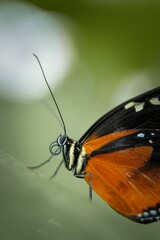 Vibrant orange Tithorea butterfly perched atop a lush green leaf in a vibrant garden setting